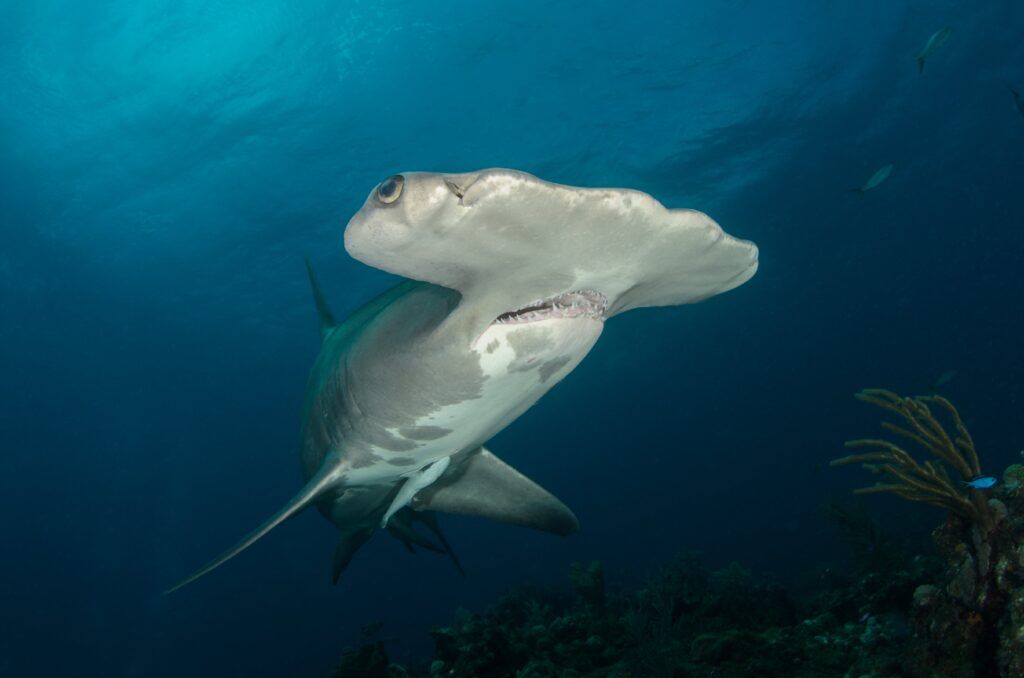 Pływanie z rekinami - niezwykłe doświadczenie bliskości z naturą i tajemnicą morskiego świata
