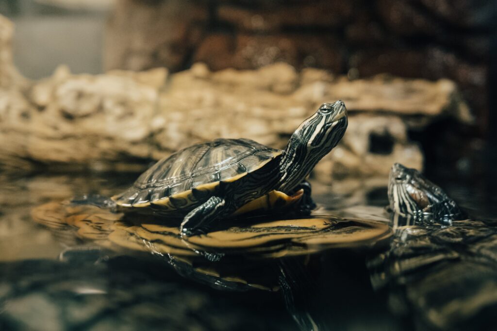 Pływanie z żółwiami – niezwykłe doświadczenie bliskości z naturą i tajemnicą morskich stworzeń